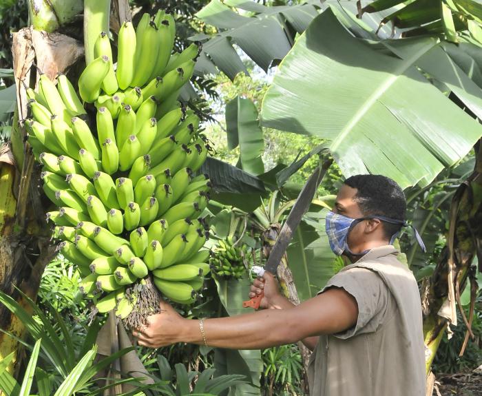 Proteccion contra el coronavirus , cosecha de platano.