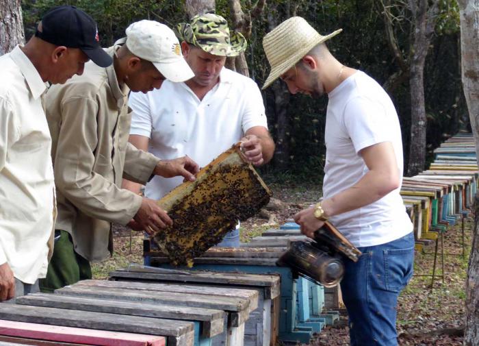 Otros Varelas siguen guiando en Guanahacabibes la producción de miel. 