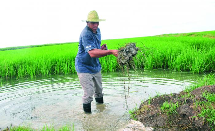 Los productores de arroz se comprometieron a entregar 104 000 toneladas al balance, 24 000 más que lo planificado. foto: Vicente Brito 
