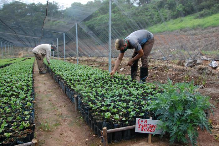 El banco de semillas de la finca Mayarí garantiza posturas de alta calidad. Foto: Karla Beatriz Colarte