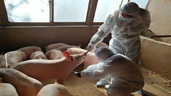 Científicos chinos descubren nueva cepa de gripe porcina
