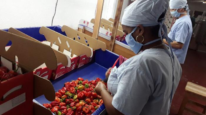 Yoan Sarduy, delegado de la agricultura en este territorio, declaró a la Agencia Cubana de Noticias que de los 46 renglones exportables, en estos momentos hay seis consolidados: tabaco, café, miel, carbón, Biorrat y el medicamento homeopático Vidatox