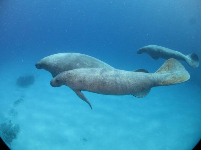 Avistamientos de manatíes en el Parque Nacional Punta Francés, Isla de la Juventud, observados por buzos de la Marina Siguanera, que colaboran en las investigaciones sobre la especie. Foto: Cortesía de Anmari Álvarez

