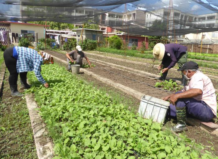 Con la misma urgencia con que el personal de Salud asumió su misión, el apremiante reto actual de estos territorios radica en la producción de alimentos. Foto: Miguel Febles Hernández