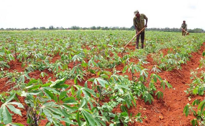 La producción de alimentos es una prioridad para los anapistas
