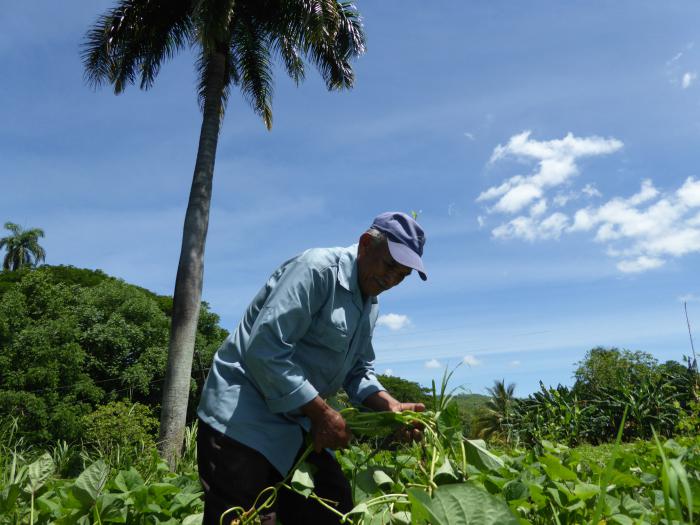 En eso de extraerle frutos a la tierra Guantánamo apela a la experiencia de sus labriegos.