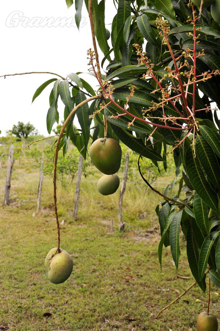mango