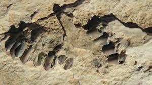 Hallazgo de cientos de huellas fósiles humanas y de varios animales