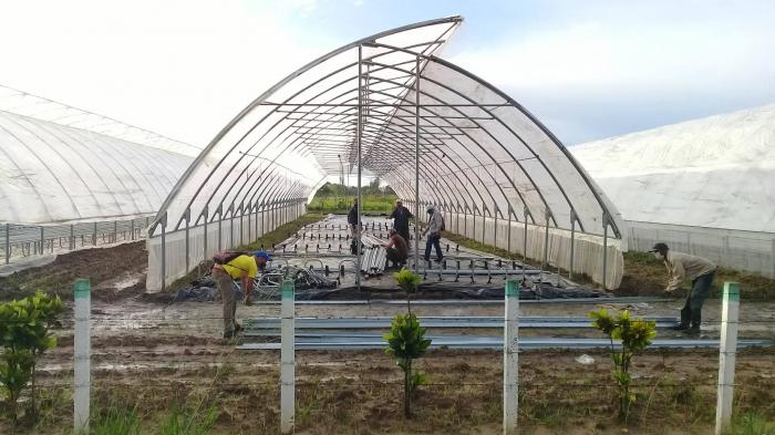 La agricultura extremó las medidas para proteger los túneles de posturas tabacaleras.

