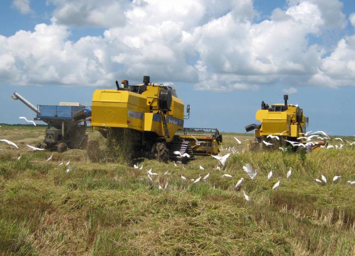 Solo con la introducción de variedades de semillas certificadas, el complejo arrocero camagüeyano incrementó los rendimientos agrícolas de 2 a 4,3 toneladas por hectárea.