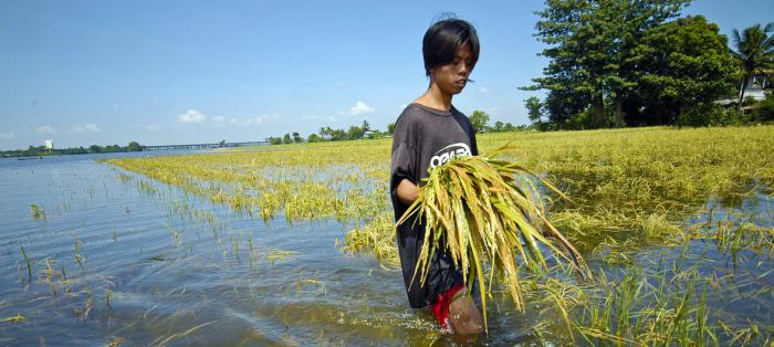 Un agricultor en Filipinas revisa sus cultivos después de una inundación. El cambio climático traerá más fenómenos como este.