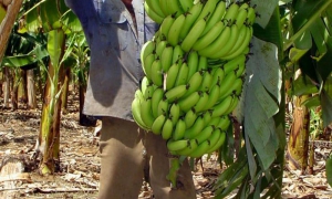 agricultura