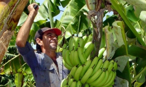 agricultura