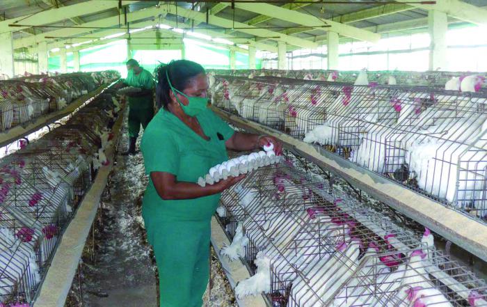 En la provincia 15 granjas avícolas tienen dificultades con la fuerza laboral, porque una parte de sus trabajadores está en cuarentena.