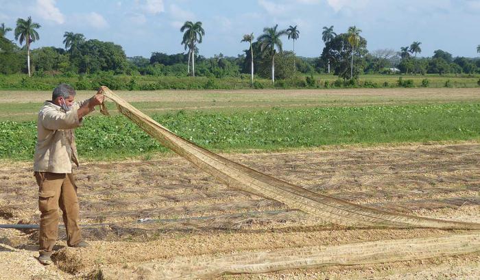 Los campesinos pinareños trabajan en el saneamiento de las plantaciones afectadas por Eta.