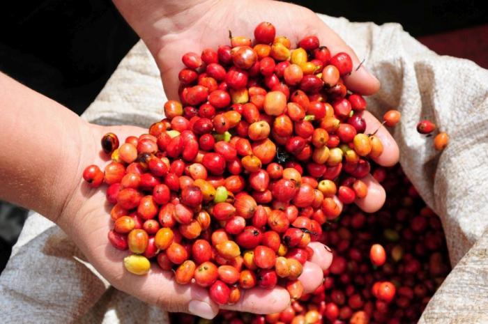 Fuerzas de todos los sectores participan en la recolección urgente en el oriente cubano.