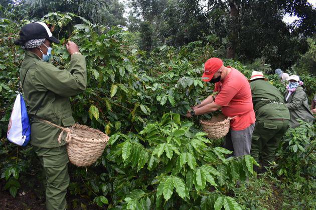 Emergencia cafetalera en las montañas de Villa Clara