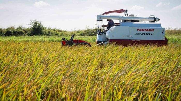 Combinada para la cosecha de arroz recibida mediante un proyecto de colaboración entre Japón y el pueblo de Cuba, utilizada en la Unidad Científico Tecnológica de Base Los Palacios (UCTB), en Pinar del Río, Cuba, 23 de noviembre de 2020. ACN FOTO/Rafael FERNÁNDEZ ROSELL/sdl