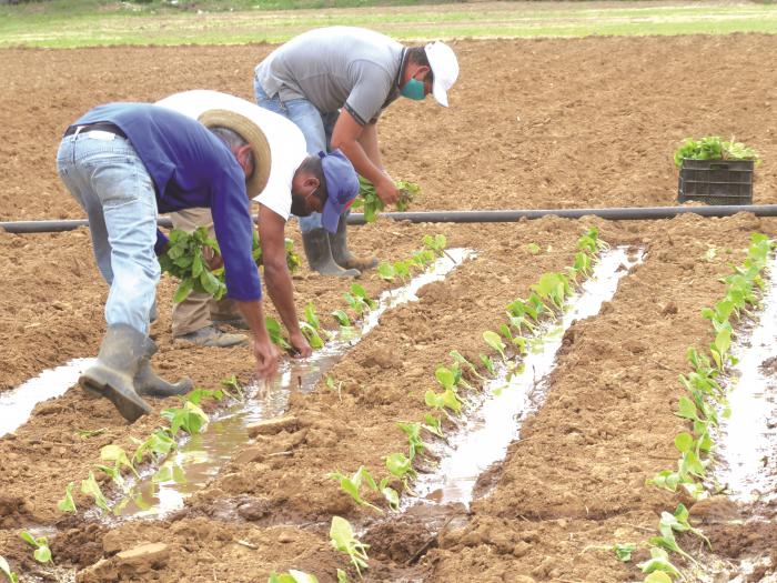 El plan inicial de siembra de Pinar del Río ha debido reducirse en más de 3 500 hectáreas