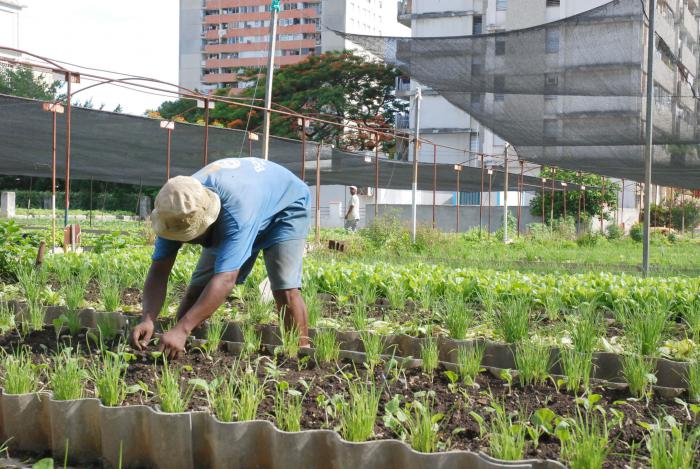 Agricultura urbana ,organoponico de Plaza
Foto: Otmaro Rodriguez Diaz 29/06/2010
Orga0227