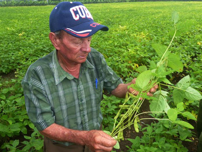 Evelio, ávido investigador, produce y sigue de cerca el comportamiento de las variedades de soya que se siembran en la zona. Foto del autor