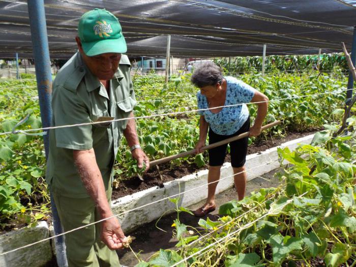 Se aprecia más conciencia en lo local, más acción y el empuje de las organizaciones de masas en la producción de patios y parcelas
