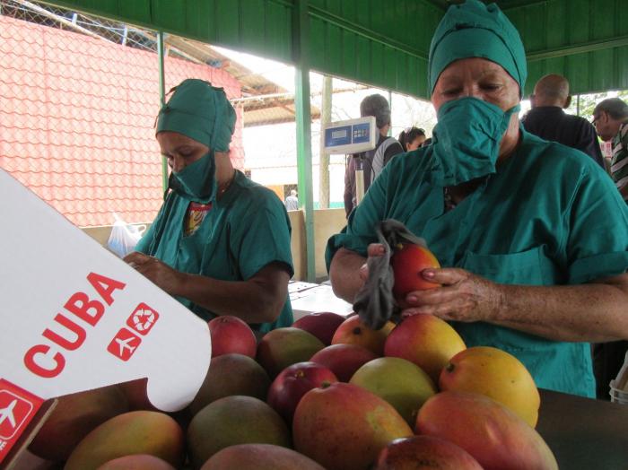El Proyecto Agrofrutales trabaja con la premisa del encadenamiento productivo específicamente en la cadena de mango, guayaba y fruta bomba.