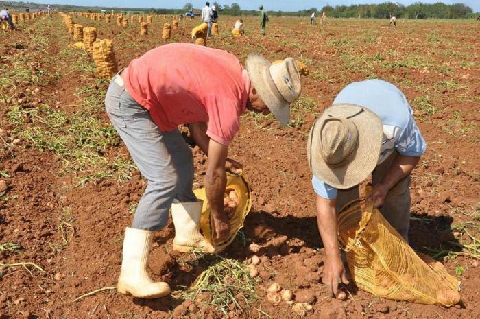 Para la siembra de papa en la campaña de frío se planificó un rendimiento productivo promedio del total de áreas a plantar de un poco más de 19 toneladas por hectárea
