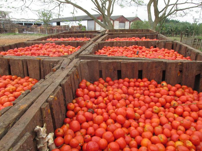 Especialistas aseguran que este año el tomate no tendrá la calidad de otras temporadas. Foto del autor