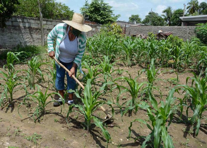 El gobierno cubano, encabezado por las máximas autoridades, ha señalado que con la agricultura sostenible se busca garantizar a la población lo necesario para su consumo básico.