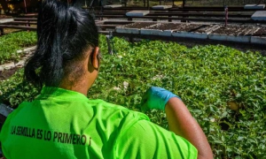 vitroplantas
