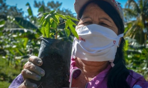 vitroplantas
