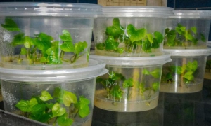 vitroplantas