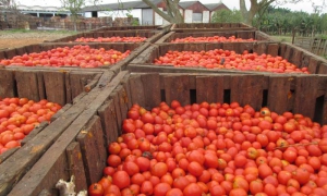 Especialistas aseguran que este año el tomate no tendrá la calidad de otras temp