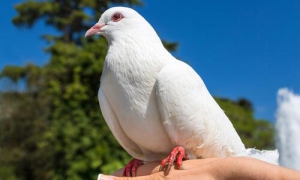 Palomas