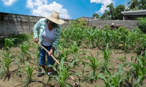 campesino