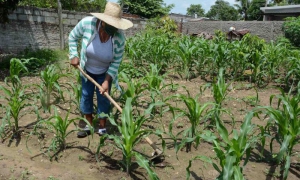 agricultura