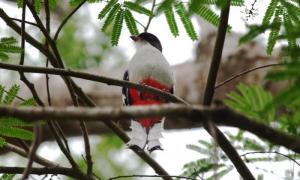 El humedal propicia la opotunidad de captar imágenes de aves, endémicas o migrat