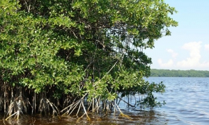 La Ciénaga de Zapata constituye una de las áreas verdes más importantes de Cuba
