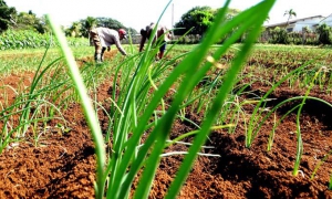 Granma trabaja para desarrollarse desde la Agricultura