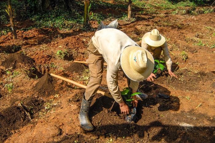 Granja Estatal Cuatro Vientos perteneciente al masiso montañoso Guamuhaya en el escambray, Cienfuegos,batallón de EJT reliza el sembrado del café mediante el metodo vietnamita