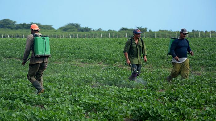 Por incrementar producción de alimentos en Isla de la Juventud