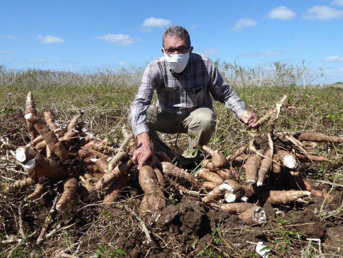 El doctor Sergio Rodríguez Morales es un fuerte promotor del cultivo de la yuca en Cuba. 