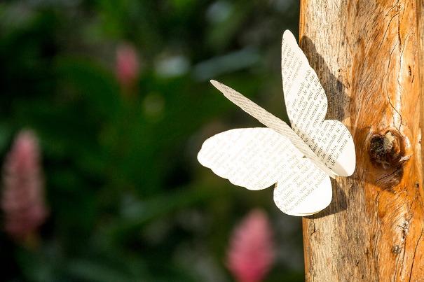 mariposa