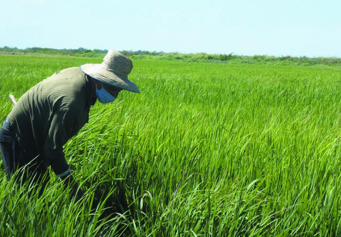 Uno de los lotes de la ccs Fernando Echenique pinta de verde el paisaje tras la siembra de arroz. foto de la autora