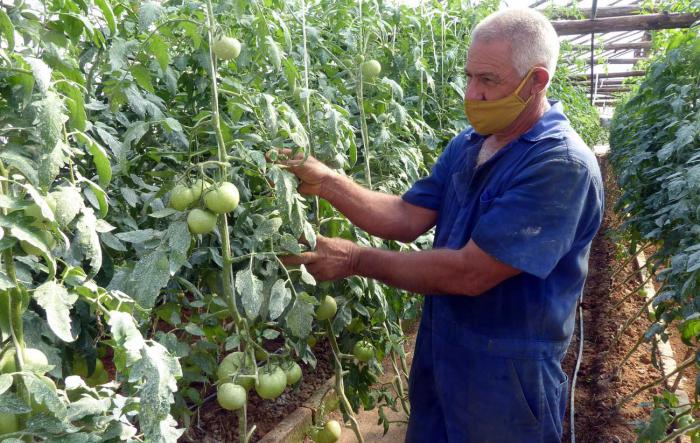 Productores de avanzada consideran que la agroecología no es una agricultura de subsistencia, sino una agricultura de alto potencial productivo. 
