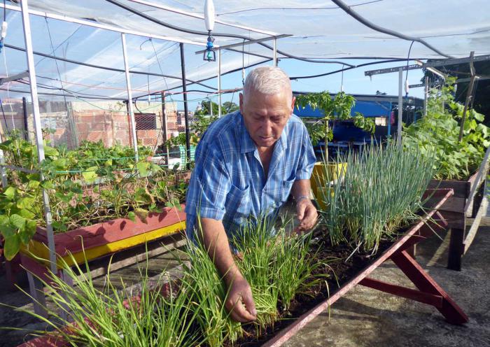 José Manuel Collera cultiva hortalizas en la azotea de su casa. 