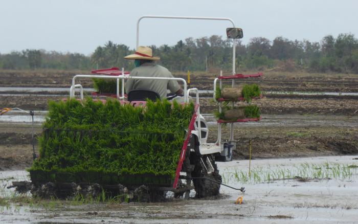 Los nuevos equipos para el trasplante permiten cultivar cuatro hectáreas en ocho horas. Foto de la autora