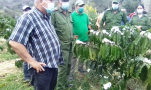 Recorrido por plantaciones de cafeto pertenecientes al Centro de Investigaciones