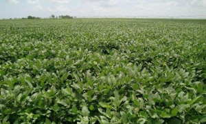 soya